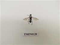 藏品(寄生蜂)的圖片